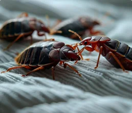 Bed Bug 